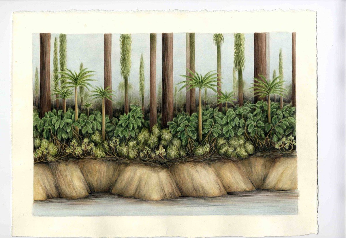 The plant fossil record provides clear evidence of the dynamic history of vegetation through geological times, including the effects of major processes such as climate changes and mass extinctions. 
Quote from the new #palaeobotany paper: 
sciencedirect.com/science/articl…
#FossilFriday