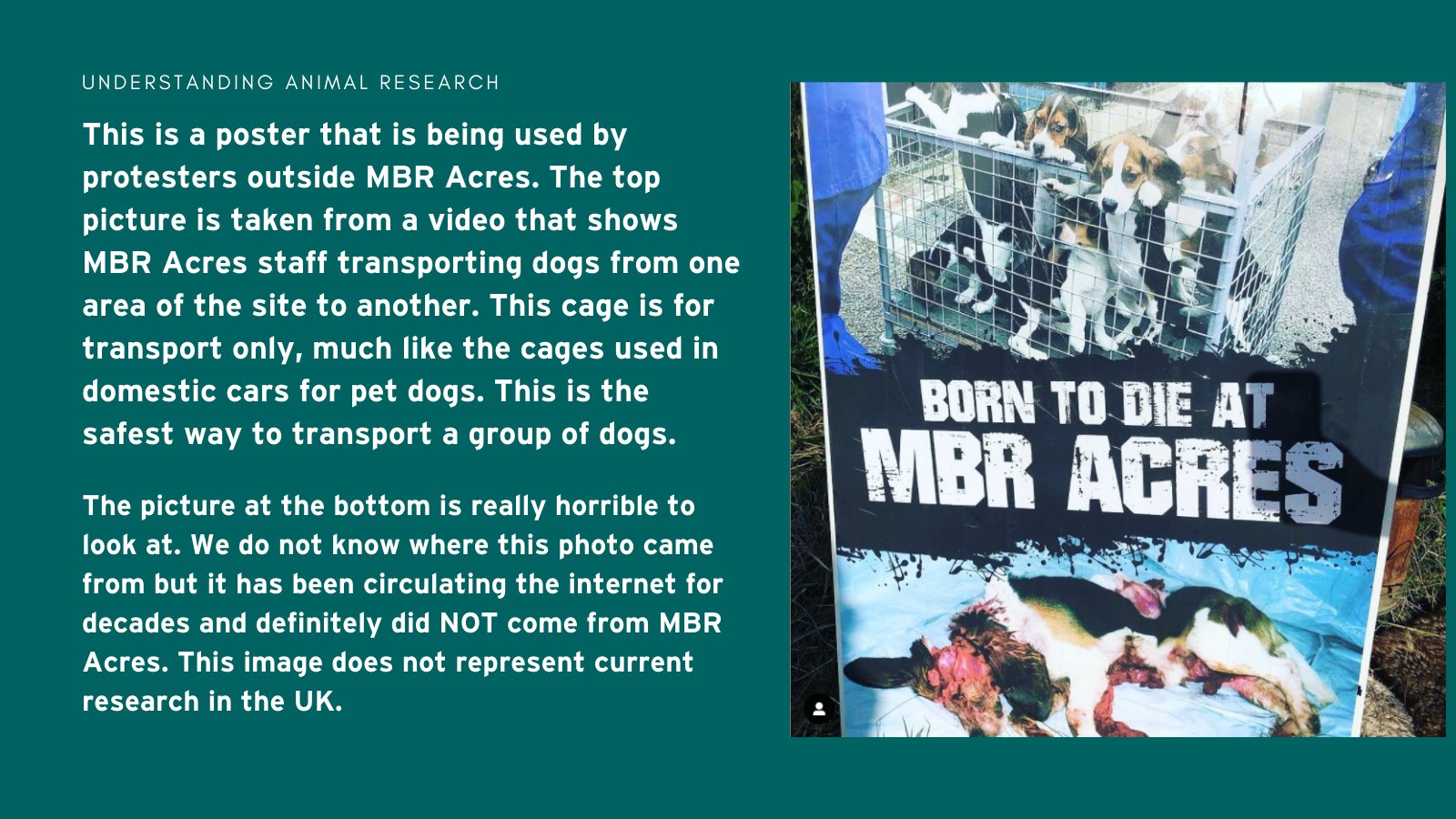 Why Do Dogs Only Live 10 Years