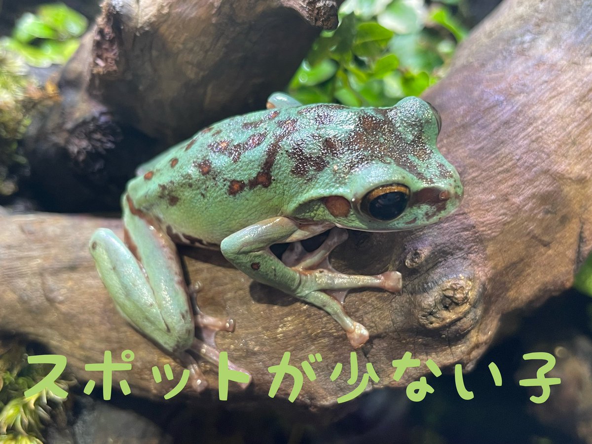 ちゃこぺん 以前からやりたかった事なのですが Cbのツリーフロッグは自然下のように綺麗な緑色にならない事が多いそうです そこで アクア トトぎふのブログで紹介されていた手法を用い 飼育下でモリアオガエルを綺麗な緑色にする実験をしていきます