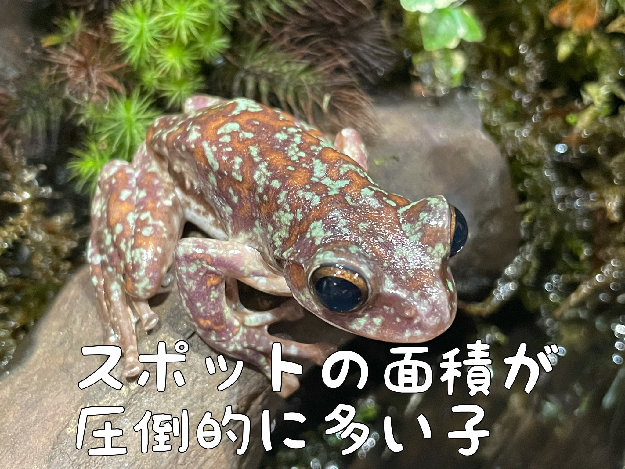ちゃこぺん 以前からやりたかった事なのですが Cbのツリーフロッグは自然下のように綺麗な緑色にならない事が多いそうです そこで アクア トトぎふのブログで紹介されていた手法を用い 飼育下でモリアオガエルを綺麗な緑色にする実験をしていきます