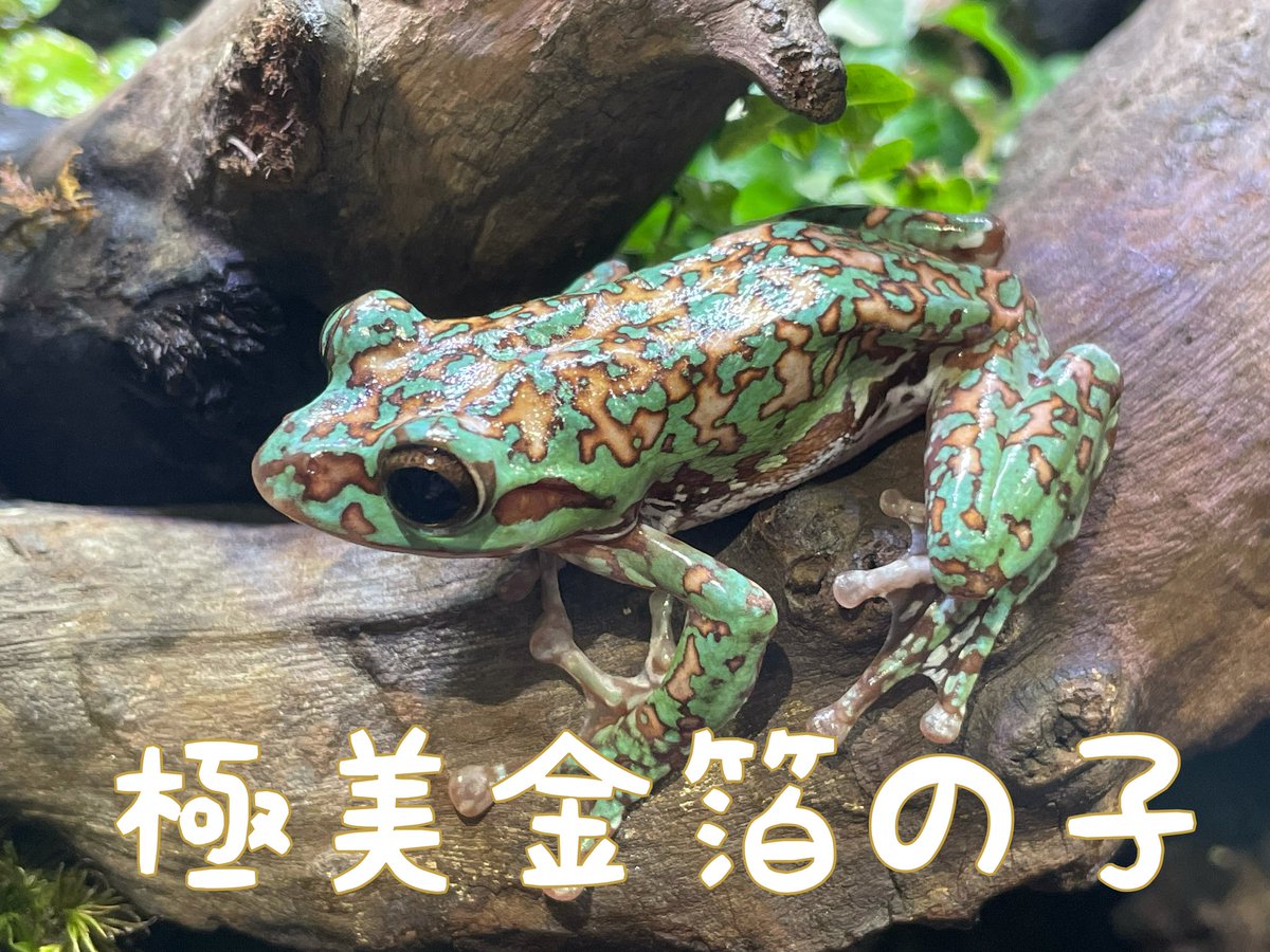 ちゃこぺん 以前からやりたかった事なのですが Cbのツリーフロッグは自然下のように綺麗な緑色にならない事が多いそうです そこで アクア トトぎふのブログで紹介されていた手法を用い 飼育下でモリアオガエルを綺麗な緑色にする実験をしていきます ちゃこぺん 以前からやりたかった事なのですが Cbのツリーフロッグは自然下のように綺麗な緑色にならない事が多いそうです そこで アクア トトぎふのブログで紹介されていた手法を用い 飼育下でモリアオガエルを綺麗な緑色にする実験をしていきます
