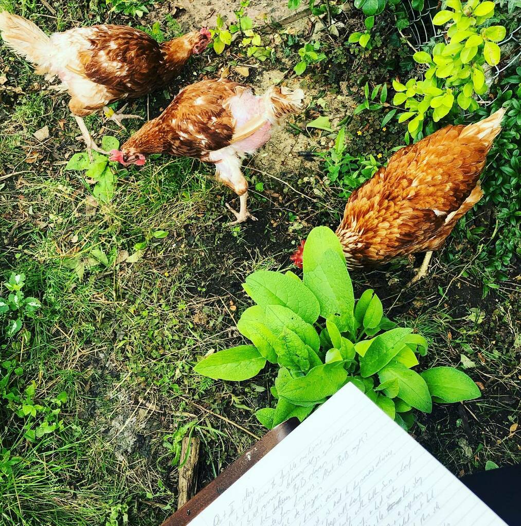 KinnesonLalor's tweet photo. Revising the novel while #chickensitting.
After much thinking and much procrastinating Iโve decided to just #rewrite the middle of the novel. Itโs the weakest part and itโs always been the weakest part and I was holding on to so many things because they were there when I fโฆ https://t.co/wTJN4DqWKU