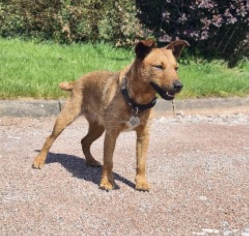 rosiedoc666's tweet photo. MY NAMES BILLIE - HAVE U SEEN ME?
I got lost 10/7/21 #Ryeford #HR9 #RossOnWye wandered from farm north of #A40 6pm
I ♥️HOLES, BURROWS & HEDGES
Female/adult #LakelandTerrier tanned brown/golden/darker ears&white⭐️ on chest
CHIPPED / PLS HELP I’M SCARED
https://t.co/zhK4FmysAJ https://t.co/lYsXD0A4WD