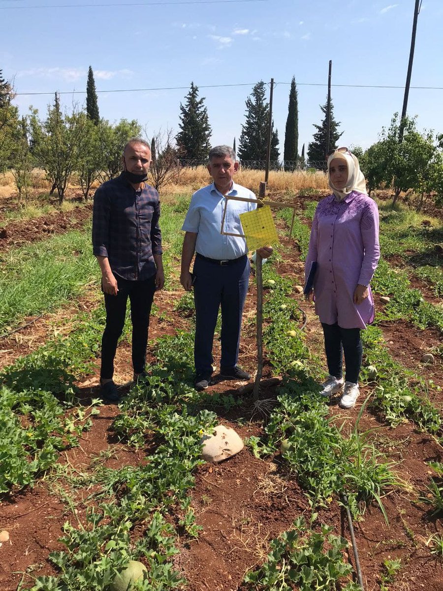 02_tarimorman's tweet photo. Kabak, karpuz, hıyar, kavun, sakız kabağında önemli zarara neden olan Kabakgil Sineğinin İlimizde varlığı, popülasyonu ve mücadele takvimi envanteri amacıyla oluşturulan gözlem istasyonlarında teknik elemanlarımızca yapılan kontrollere İl Müdürümüz Nurettin KIYAS’ta eşlik etti. https://t.co/6qNaaJGX4F