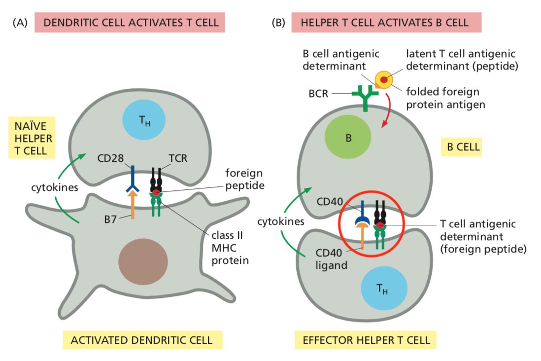 _andrewgclark's tweet photo. Hello SciTwitter (especially you immunologists out there)! May have found a small mistake in the Alberts, Figure 24-47 -- the TCR and MHC-II in panel (B) are upside-down, right? Can anyone confirm this for me before I have to give this lecture? Thanks! https://t.co/mRPJI26kfy