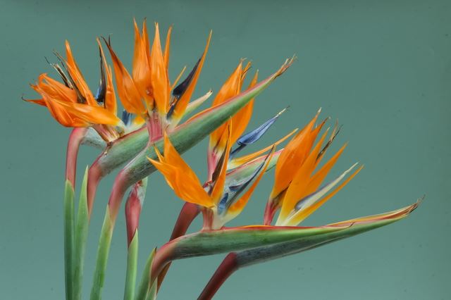 極楽鳥花のtwitterイラスト検索結果 極楽鳥花のtwitterイラスト検索結果