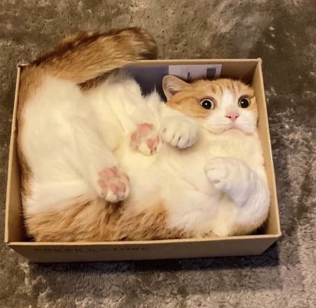 Cats for Happiness. tweet media