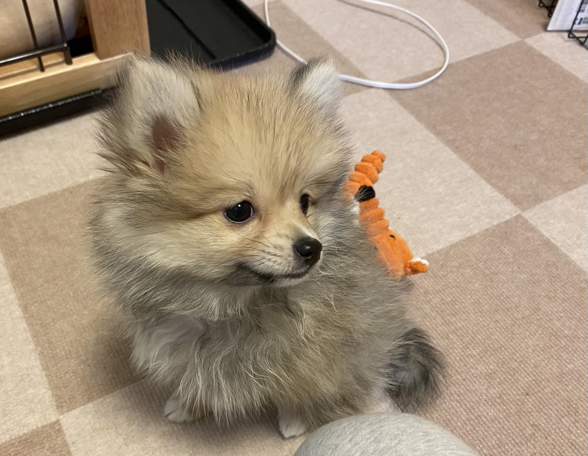 ポメラニアンが世界一可愛いのtwitterリアルタイム検索結果 Meyou ミーユー