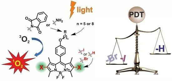 PUMS_tweets's tweet photo. "Tuning #Photodynamic Properties of #BODIPY Dyes, Porphyrins’ Little Sisters" by #PUMS Krzemien et al. in @Molecules_MDPI https://t.co/m8fJ91X9lR
#photodynamictherapy #fluorescence #singletoxygen #heavyatomeffect https://t.co/2OHUmbwOet