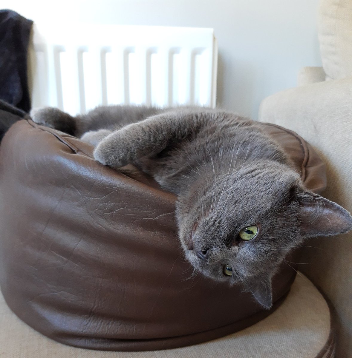 IvanandFelix's tweet image. If you bring my bowl just a bit closer I won't have to move at all. That's it.... You're nearly there. You're very lucky to be given this opportunity to serve. 🐾😽

#CatsOfTwitter #CatPrivilege