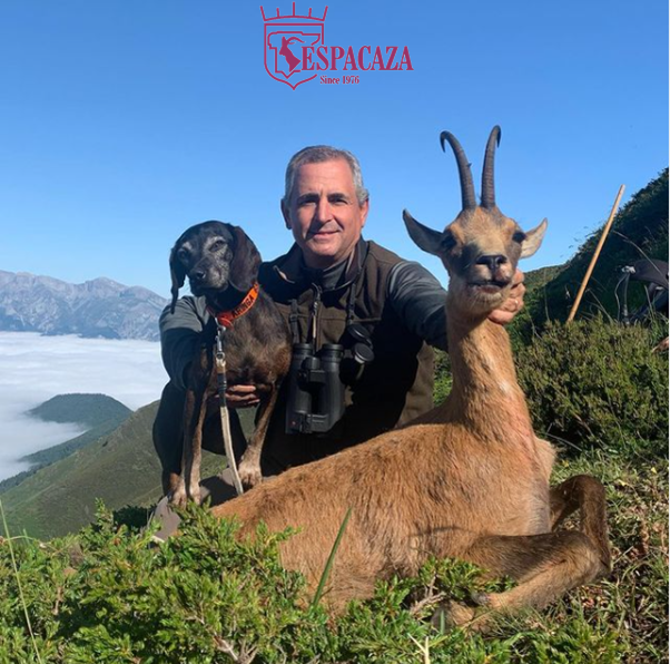 Cantabrian Chamois. July is a nice time of the year to hunt Chamois in some areas.
#espacaza #chamois #huntchamois #rebeco #chasse #jagd #oxota #conservationthroughhunting #cazayconservacion #bayerishergebirgsscheißhund