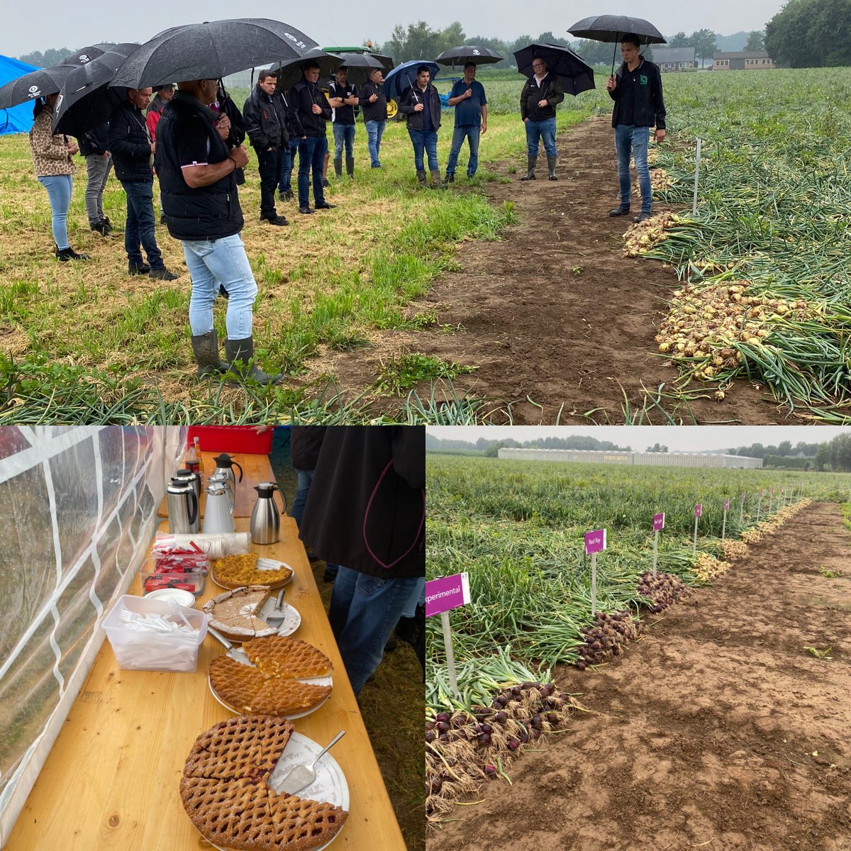 Quality inside onder de paraplu! Mooie rassendemo  in combinatie met limburgse gastvrijheid😀👍 @BejoZaden <a href="/DeGrootenSlot/">De Groot en Slot</a> <a href="/BroerBV/">Broer B.V.</a>