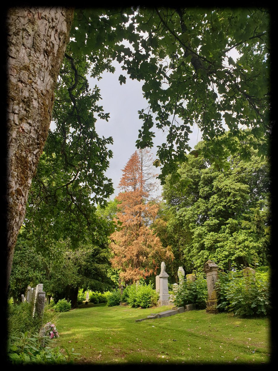 TheCemetress's tweet photo. Good morning #thicktrunktuesday
😊🌲⚰✌🏽🖤
Bring on the Trees
#Cemetree
#Treemmunity
#EyeCatcher
#itsAGingerThing
#IrnBru https://t.co/dvhizbxCXr