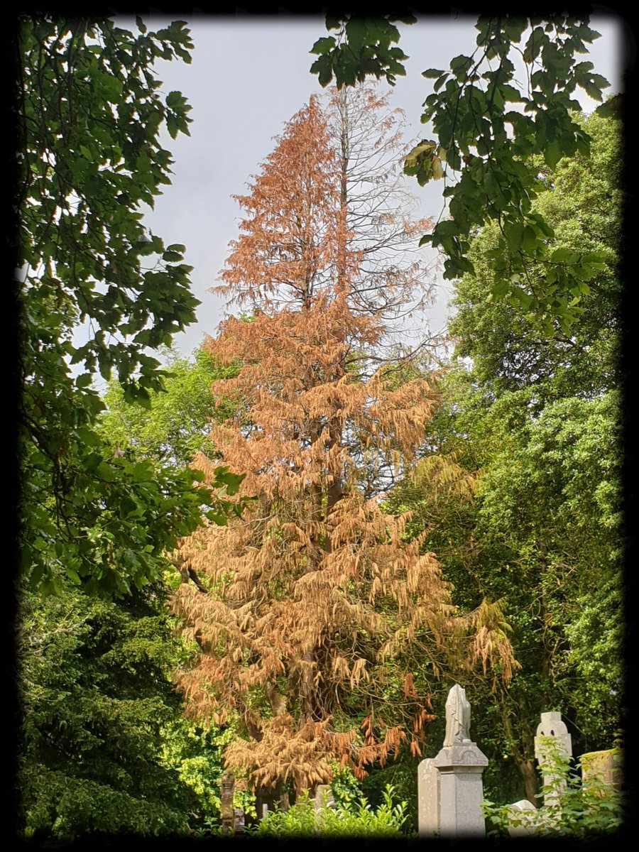 TheCemetress's tweet photo. Good morning #thicktrunktuesday
😊🌲⚰✌🏽🖤
Bring on the Trees
#Cemetree
#Treemmunity
#EyeCatcher
#itsAGingerThing
#IrnBru https://t.co/dvhizbxCXr
