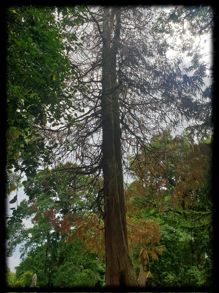TheCemetress's tweet photo. Good morning #thicktrunktuesday
😊🌲⚰✌🏽🖤
Bring on the Trees
#Cemetree
#Treemmunity
#EyeCatcher
#itsAGingerThing
#IrnBru https://t.co/dvhizbxCXr