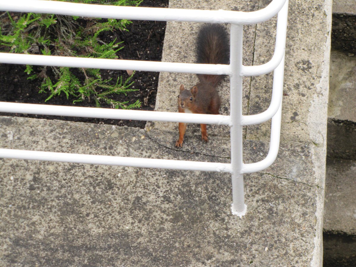 A4_'s tweet photo. Red squirrels are the best 🧡❤️❤️ https://t.co/FxyfmUGo1o