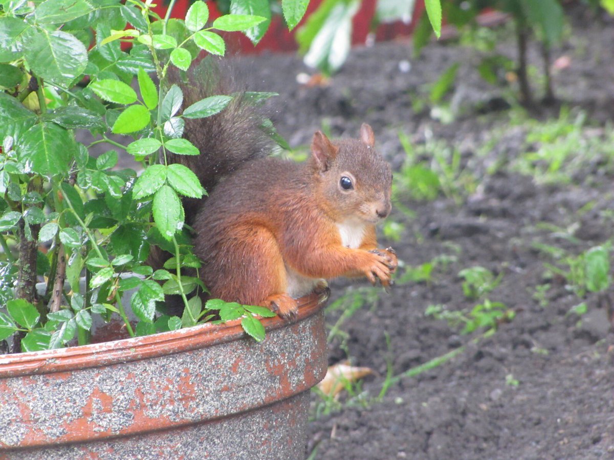 A4_'s tweet photo. Red squirrels are the best 🧡❤️❤️ https://t.co/FxyfmUGo1o