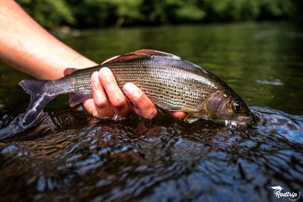 rodtripfishing's tweet photo. Really nice grayling from the high belgium river !
Good joob Mathias ! 
—
#rodtrip #rodtripflyfishing #visioninflyfishing #grayling https://t.co/nc1CbTG31G