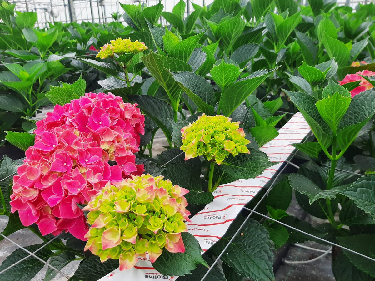 Bioline AgroSciences International tweet media