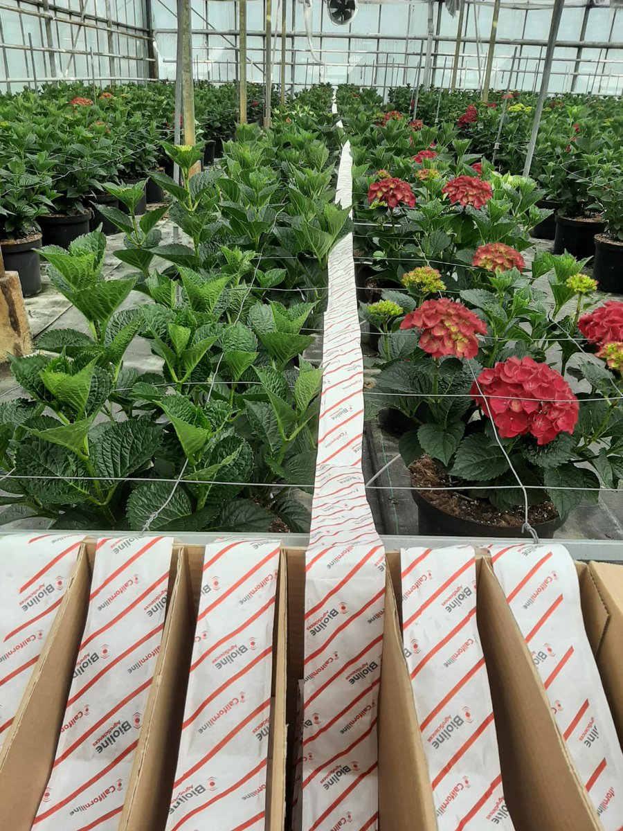 Bioline AgroSciences International tweet media