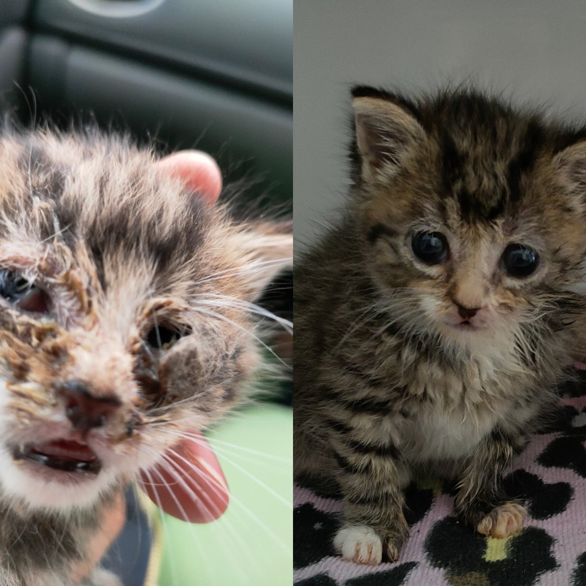 What a difference a couple of weeks of love and care makes. #AdoptDontShop #handrearing #kittensoftwitter