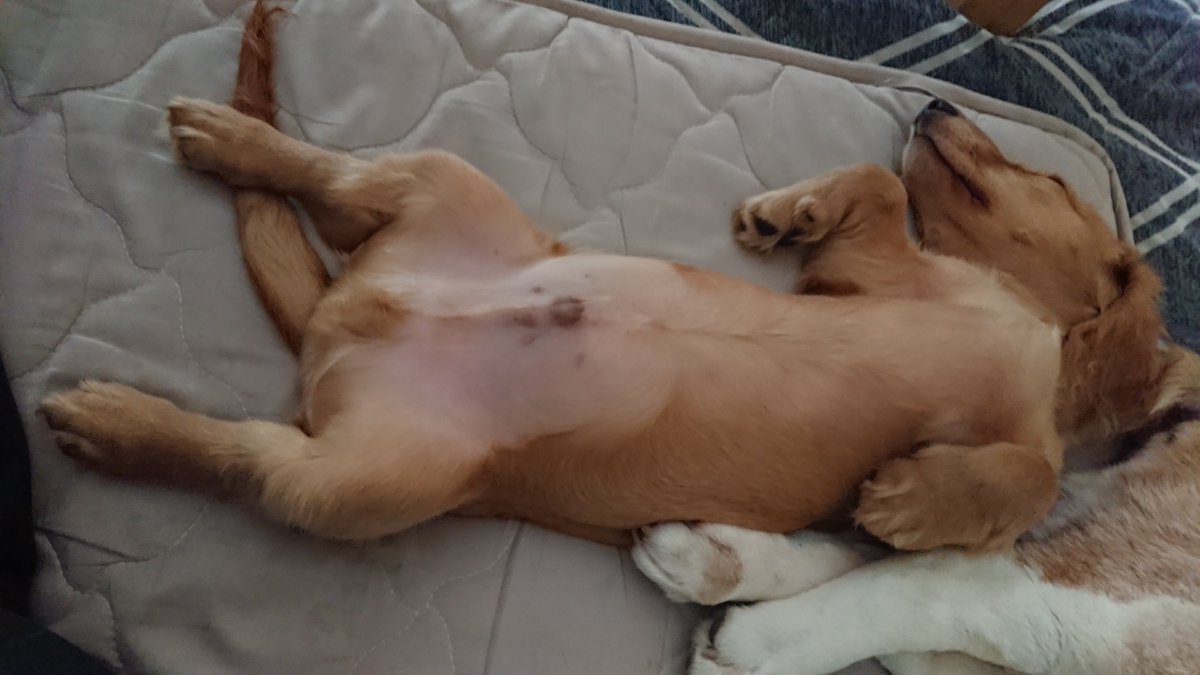 Mダックスゴールド 空丸 tweet media