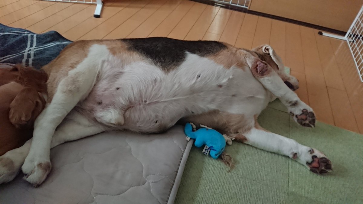 Mダックスゴールド 空丸 tweet media