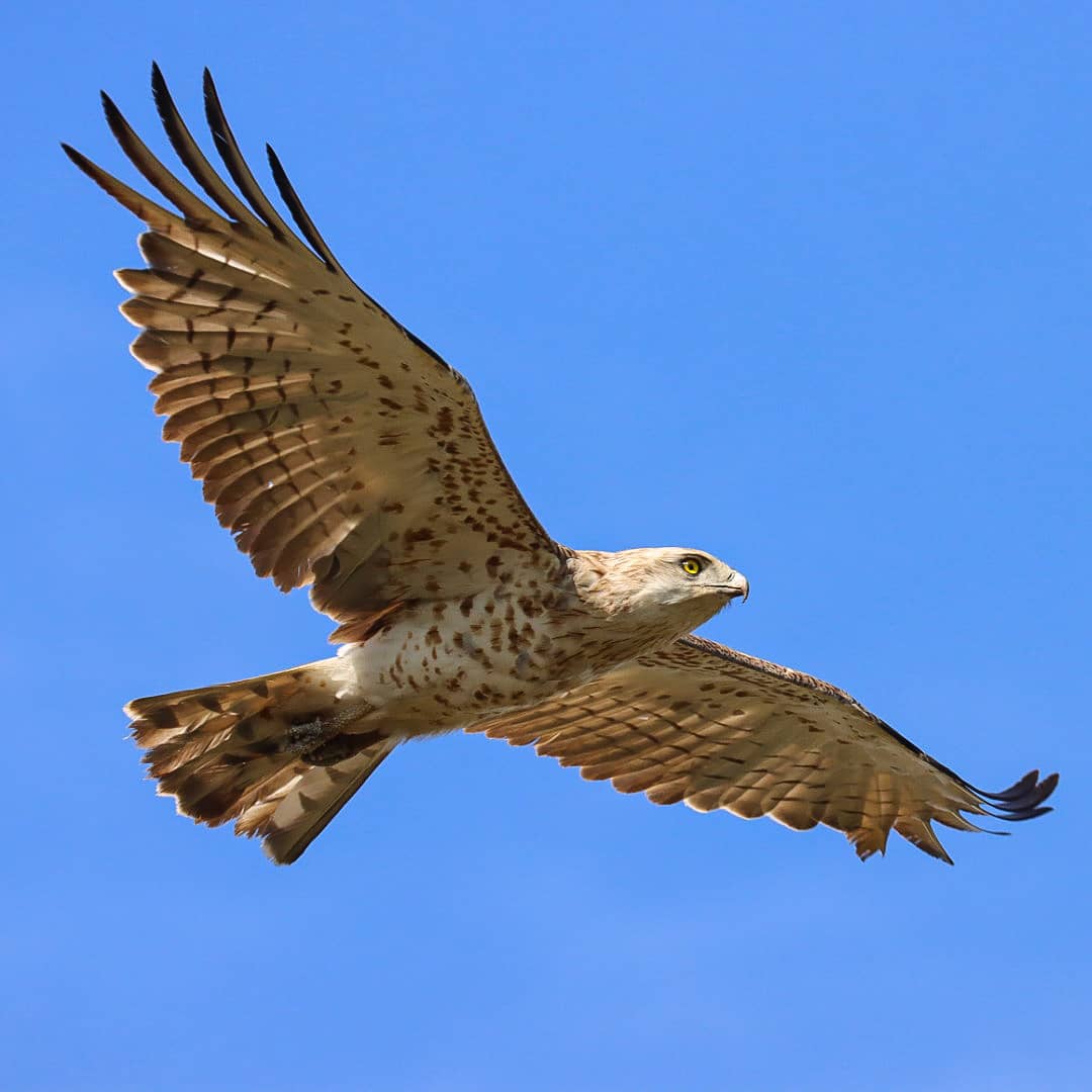 Anne83190328's tweet photo. Oog in oog met een #slangenarend gisteren op de #StrabrechtseHeide. Waanzinnig moment, zo'n zeldzame #dwaalgast boven mijn hoofd. 

#vogels #vogelskijken #shorttoedsnakeeagle #birds #raptor #birdwatching

@vogelnieuws @waarneming @Sovon @staatsbosbeheer https://t.co/B8ox5EiH62
