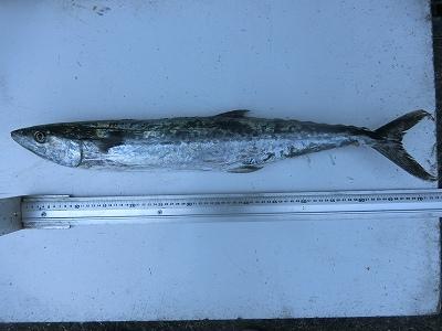 釣り大好き 最新釣果情報 على تويتر 和歌山県中部 上野渡船 谷本氏の釣果 サワラ70ｃｍ 磯 ルア フィッシングで良型サワラヒット T Co 6wzg7yrmnp