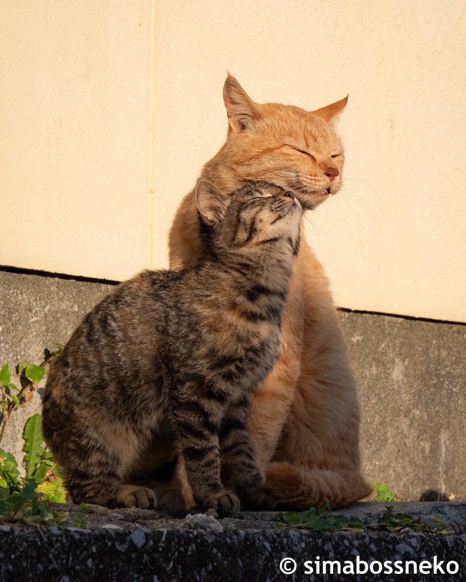 Simabossneko Simabossneko Twitter Simabossneko Simabossneko Twitter