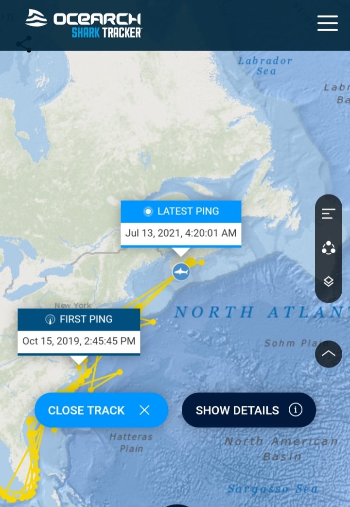Klara__A's tweet image. Will someone remind me this can&apos;t be true?? 😆

Shark Ironbound was first tagged in Lunenburg Nova Scotia on October 3d 2019, but his first ping was past New York (?!) 🤔

Tell me he didn&apos;t swim all this way in less than two weeks cause I already dig him too much...😅 #powershark