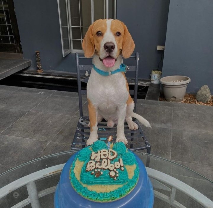 PEDROCUTIES's tweet photo. Happy birthday Bilbo 🥳 https://t.co/ZiQOLrPdTb