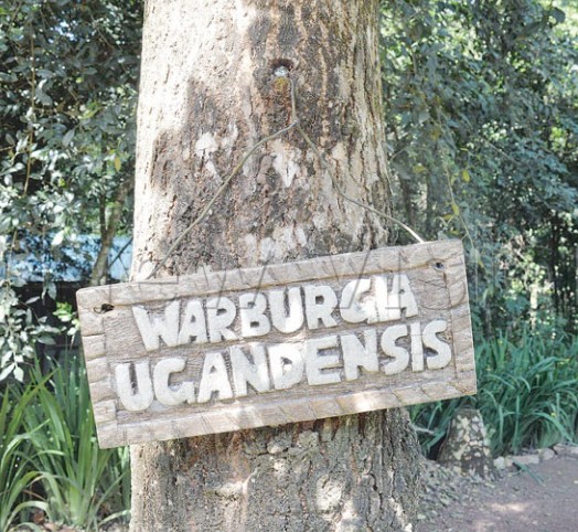 EsaMoses's tweet image. Let&apos;s combine efforts in advocating for the protection of the endangered Warburgia Ugandensis tree specie in Mabira that could face extinction due to it&apos;s contents used to produce covidex herbal drug @eawildlife @NFAUG @nemaug @ed_nfaug @MTWAUganda #savemabira #savetheecosystem