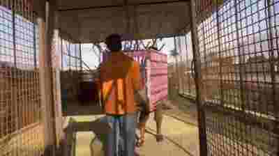 Ziko on the day of his rescue, entering his new home; credit Colette Ghunim