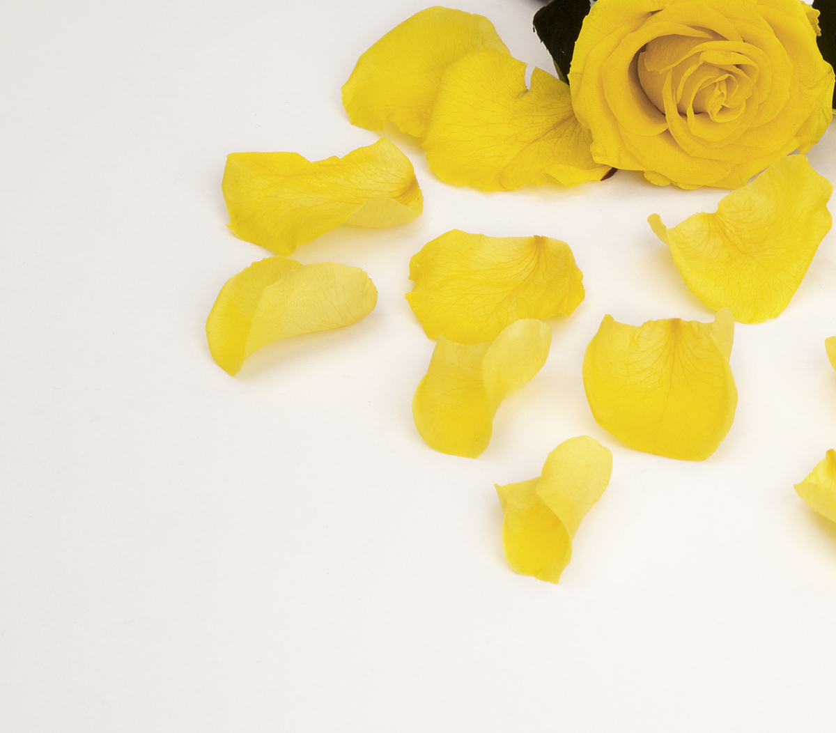 ForaNature's tweet photo. Wedding season belongs to the #rosepetals.

Our petals are perfectly preserved at the height of their natural beauty and on hand to provide the ideal scattering addition to any event.

Shop Now: https://t.co/d67azg3AKI https://t.co/5pYFCOZ5Ic