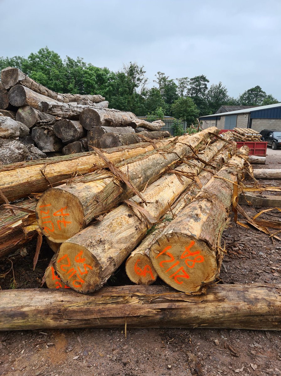 Some home grown W R Cedar logs being measured and graded in the yard. For more information on <a href="/ShelmoreTimber/">Shelmore Timber</a> please visit our website shelmoretimber.co.uk or call 01785 284718