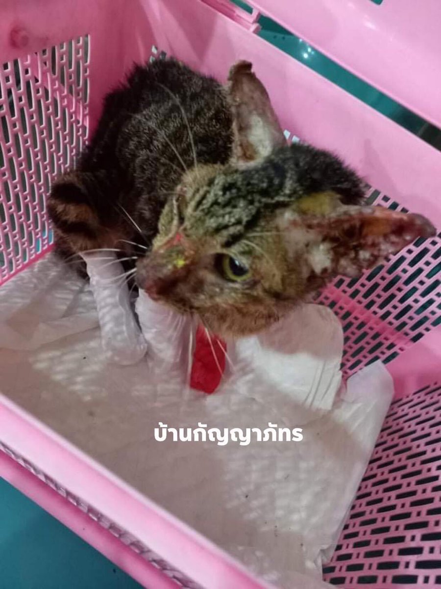 ทุกคนคะ อยากจะขอคนละไม่คนละมือ 5บาท 10บาทก็ได้ค่ะ ช่วยเหลือน้องๆกันนะคะ ลิ้งค์ต้นทางค่ะ 🏡 บ้านกัญญาภัทร-เพื่อหมาแมวที่ถูกทอดทิ้ง facebook.com/15051921730744…
#ทวิตดีคนรีน้อย