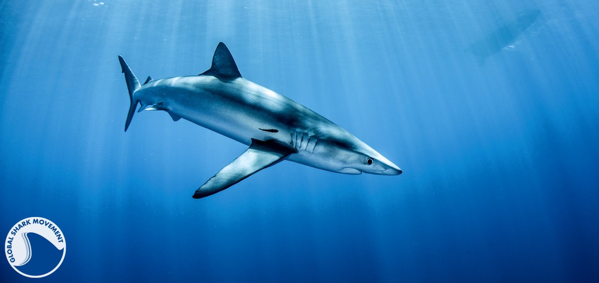 Study on the impact of deoxygenation on blue sharks featured on the ARGOS CLS website: argos-system.org/less-oxygen-th…