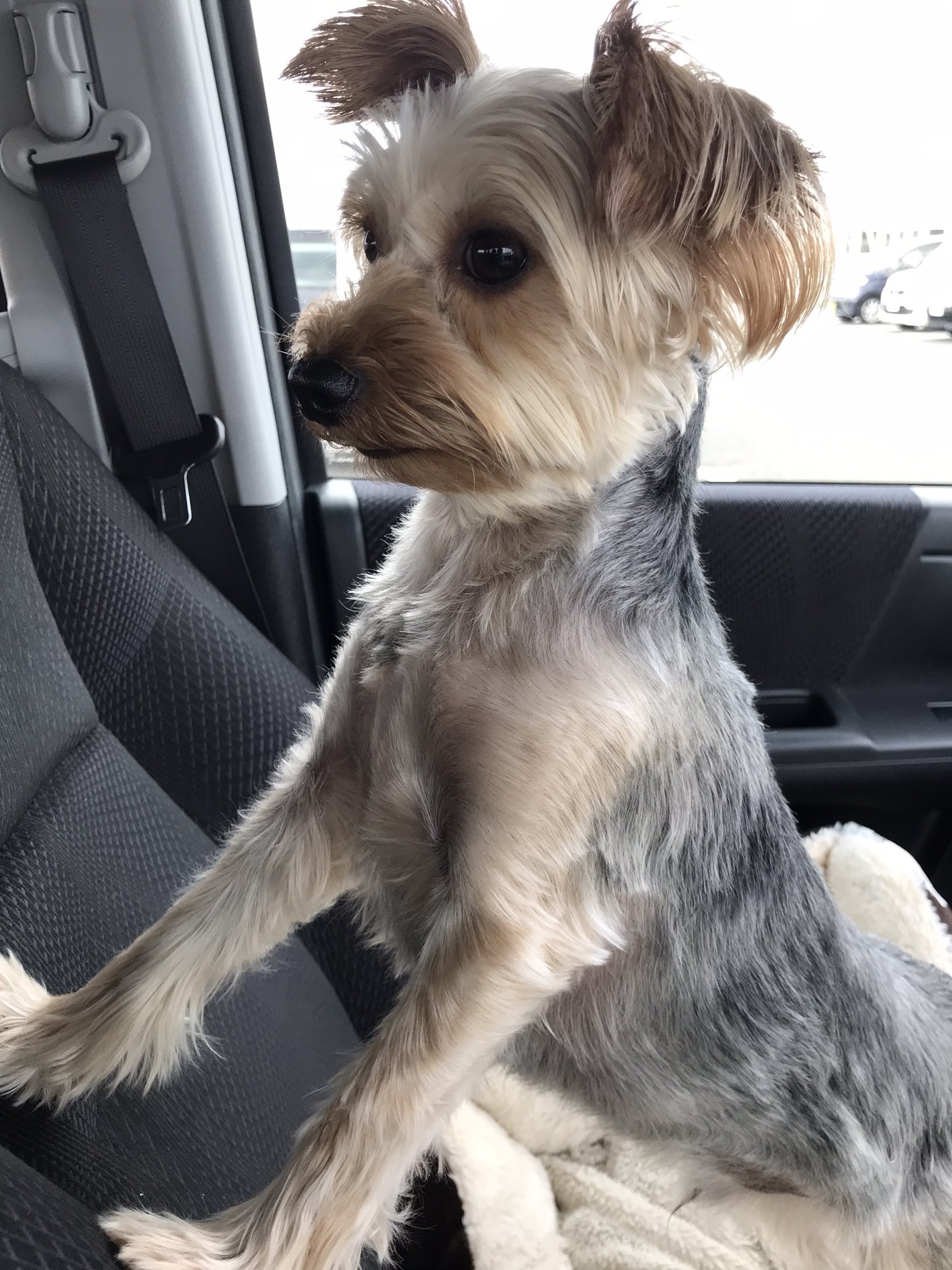 エルモ 推定2歳の元保護犬エルモ 家族になって1年5ヶ月 毛色が黒からシルバーになってきた ヨーキーは色の変化が楽しみですね ヨークシャテリア 元保護犬 ヨーキー T Co J5k9uqbi6r Twitter