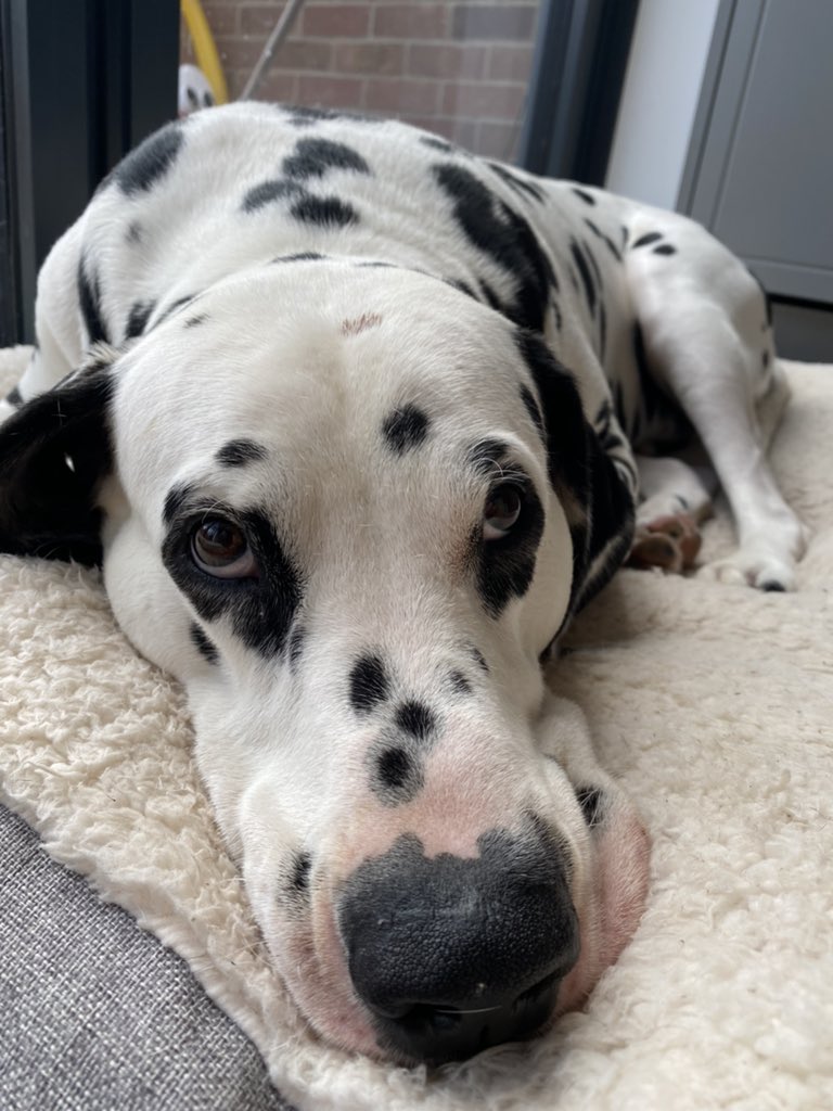 StanleyTheDally's tweet photo. Today I shall mostly be a lazy boy https://t.co/Io6cAVMb5l