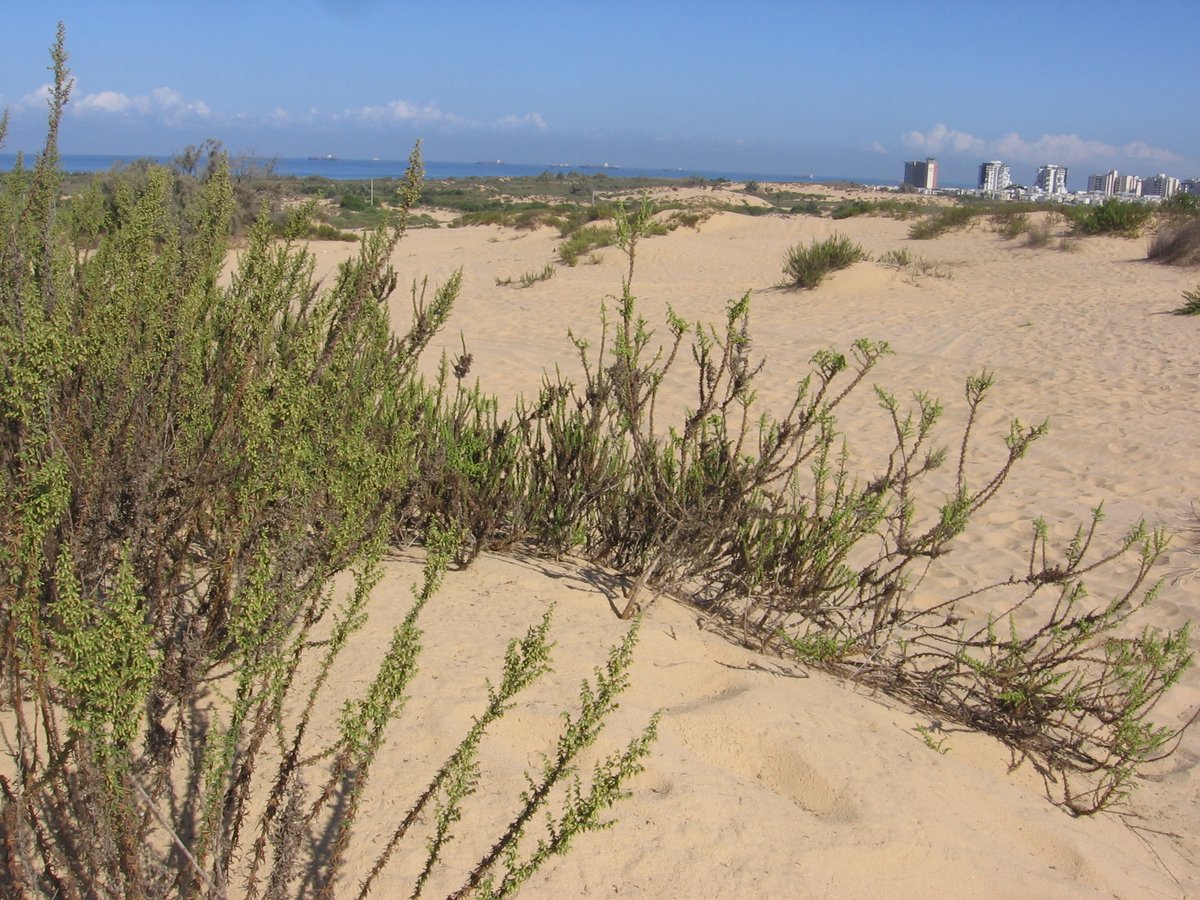 mdde (@mddebgu) on Twitter photo "#Asynchrony Drives #Plant and #Animal Community Stability in #Mediterranean Coastal #Dunes"
A new paper by Tania L.F. Bird, Pua Bar (Kutiel), Elli Groner and <a href="/AmosBouskila/">Amos Bouskila</a>
<a href="/bengurionu/">Ben-Gurion University of the Negev</a>
<a href="/DSASC_IL/">DSASC</a>
mdpi.com/1177370 via <a href="/MDPIOpenAccess/">MDPI</a> "#Asynchrony Drives #Plant and #Animal Community Stability in #Mediterranean Coastal #Dunes"
A new paper by Tania L.F. Bird, Pua Bar (Kutiel), Elli Groner and <a href="/AmosBouskila/">Amos Bouskila</a>
<a href="/bengurionu/">Ben-Gurion University of the Negev</a>
<a href="/DSASC_IL/">DSASC</a>
mdpi.com/1177370 via <a href="/MDPIOpenAccess/">MDPI</a>
