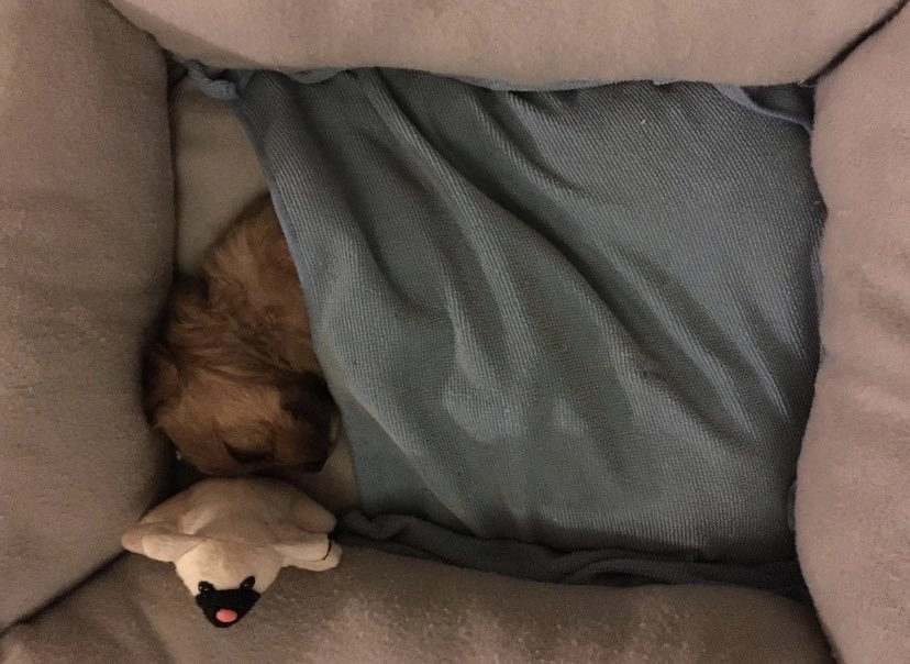 April Carranza tweet media