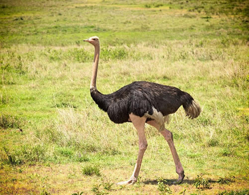 LoveUgSafaris's tweet photo. You can still experience the pearl during this period. Come and visit our different destinations, from the #nationalparks, #gamereserves and explore more of the Uganda beauty. For we are open to all tourists. Book a trip with us!
https://t.co/2WAsJLU7GP
https://t.co/yLqtKdgMkD https://t.co/lBSEVHixnz