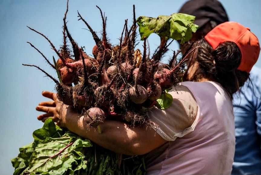 Alfredo Baroni: “Hay varias herramientas que tratan de sostener y apalancar la cartera de desarrollo agrícola de Mendoza”