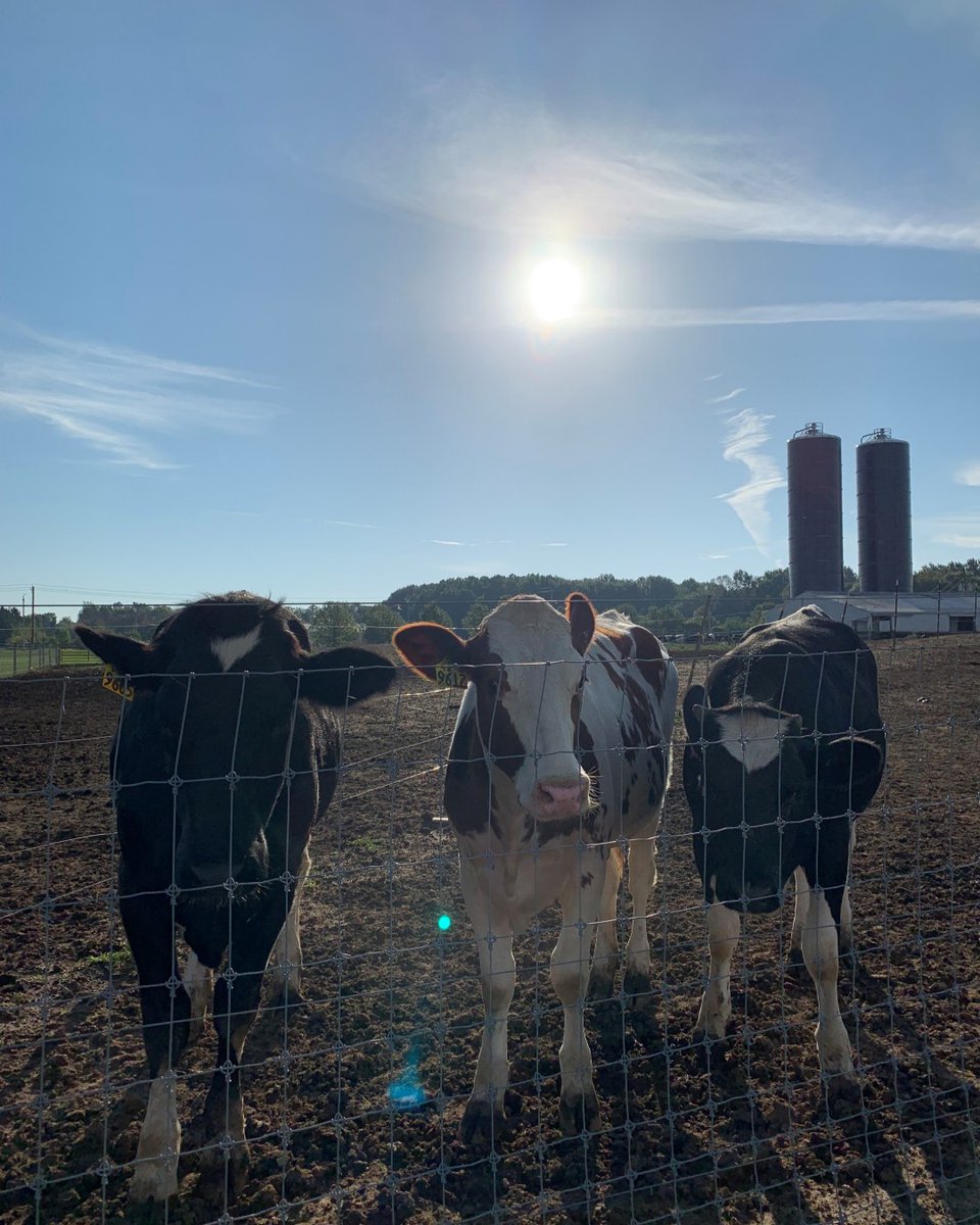 Do you know what is UDDERLY awesome about today? It's National Cow Appreciation Day! Don't forget to thank a cow as you STEER your cart past the meat and dairy aisles this week!