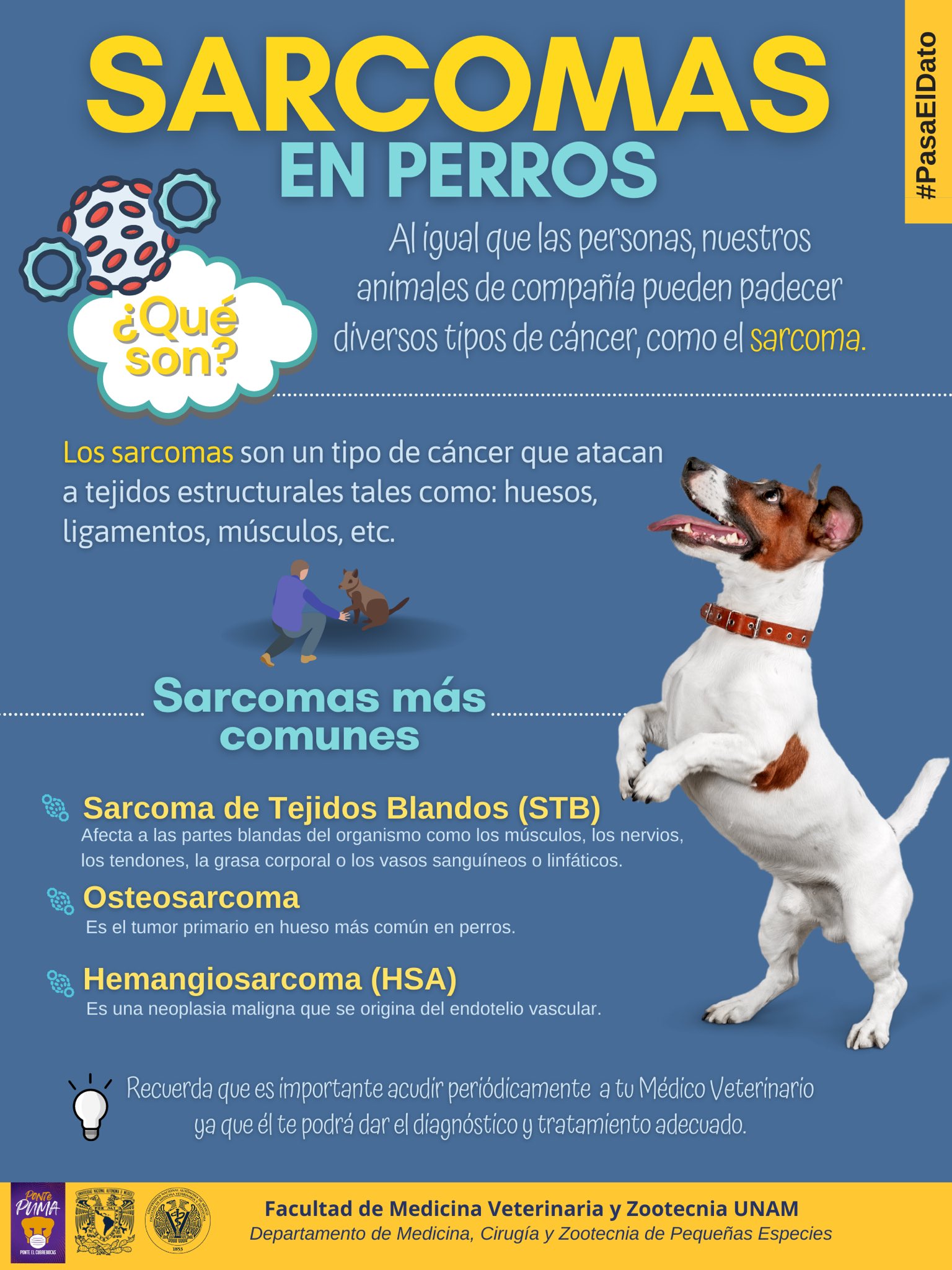 FMVZ UNAM on Twitter: "#PasaElDato | Hoy es el Día Internacional del Sarcoma  y para conmemorar esta fecha creamos una infografía sobre los sarcomas más  comunes que existen en perros ¡Échale un