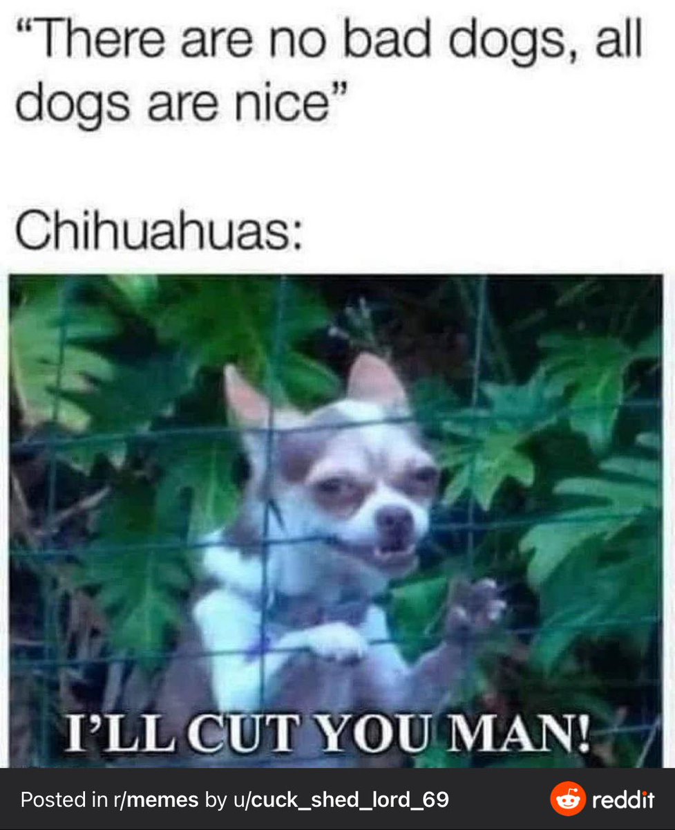 FunFamilyChaos's tweet photo. Chihuahuas are little demons sometimes! #dogs #dogsofinstagram #dogstagram #chihuahuasofinstagram #chihuahuas #chihuahualife https://t.co/x3f1DNSwAL
