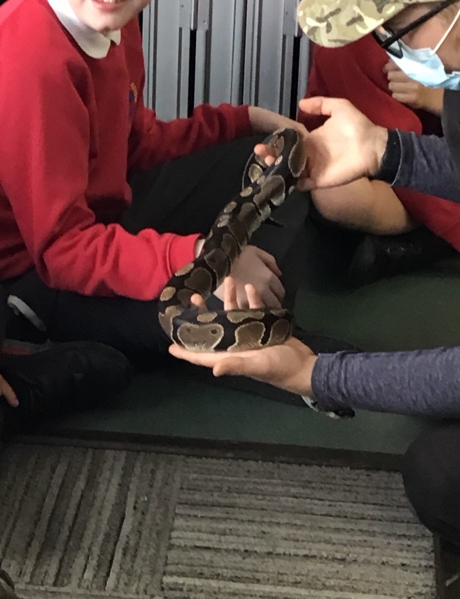 Eldwick Primary School (@eldwickprimary) on Twitter photo Years 3 & 4 have had an enthralling day with <a href="/SamSafaris1/">Sam's Safaris</a> as part of their Rainforest topic. Thank you so much for bringing such a fascinating array of rainforest creatures! Years 3 & 4 have had an enthralling day with <a href="/SamSafaris1/">Sam's Safaris</a> as part of their Rainforest topic. Thank you so much for bringing such a fascinating array of rainforest creatures!