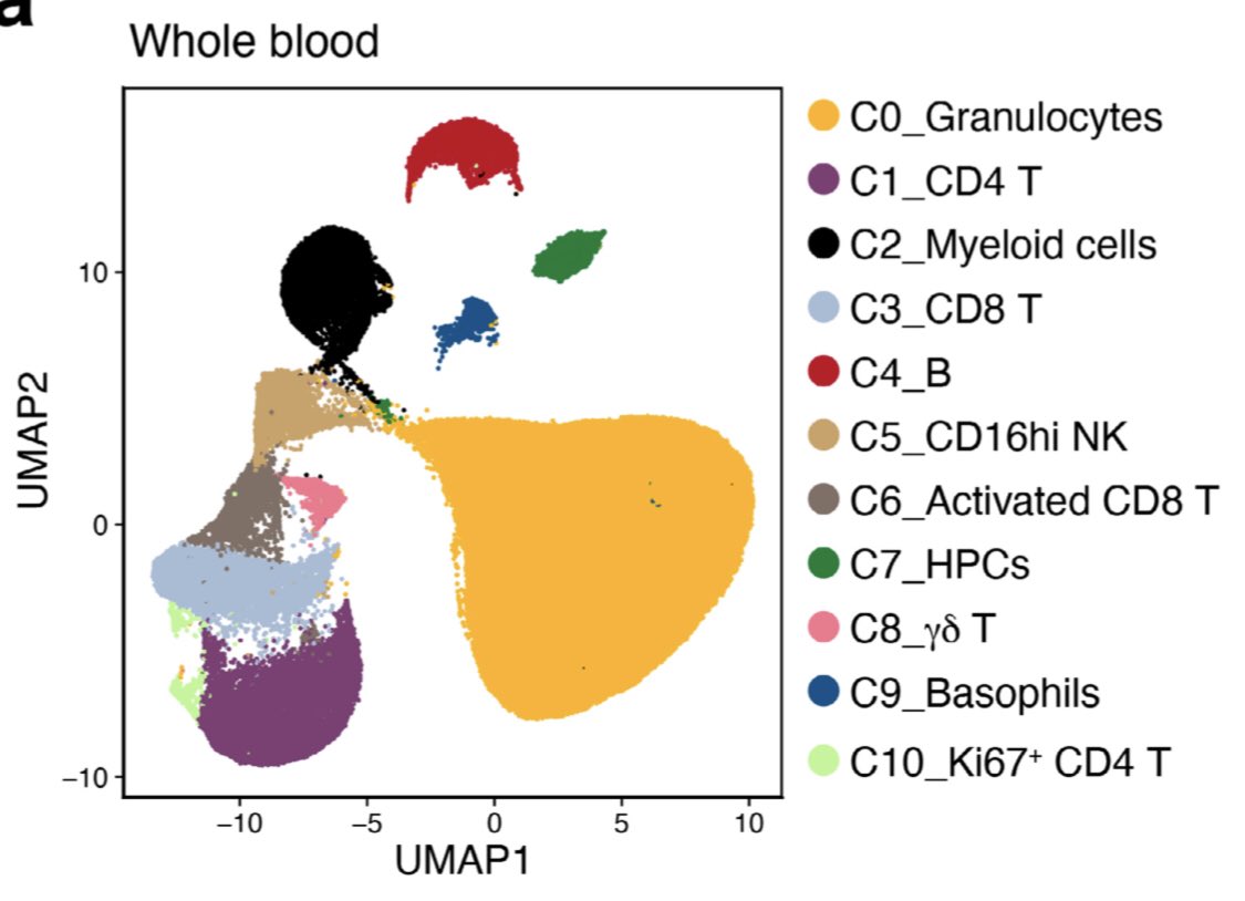 semih tareen on twitter biontech asisindan sonra vucudumuz herekete gecen bagisiklik hucreleri granulositler cd4 t ve cd8 t hucreleri myeloid hucreler b hucreler natural killer hucreler hematopoietic progenitor hucreler gammadelta t hucreler