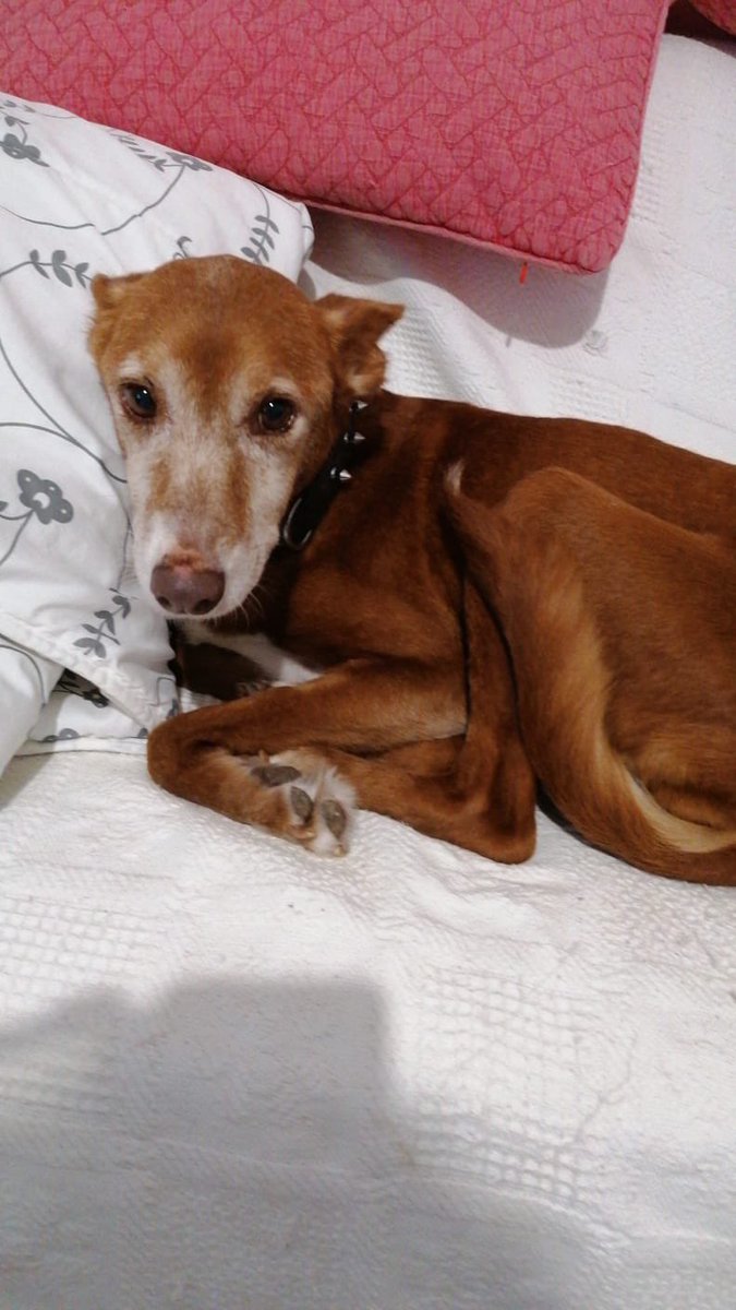protemalaga's tweet photo. Julia, podenca de 10 añitos. Su estado físico cuando la rescatamos era deplorable, creemos que ha vivido siempre en el campo. Es muy tranquila, obediente y noble. En casa se porta muy bien, no destroza nada, duerme en  su camita. Es una perra 10.
+info: 📩https://t.co/2SPc1pSXu3 https://t.co/3NnrGn6mrN